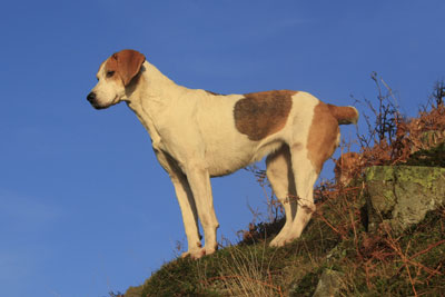 Fox hound photographs by Betty Fold Gallery